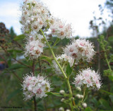 Meadowsweet (<em>Spiraea alba</em>)