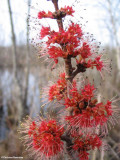 Red maple (<em>Acer rubrum</em>) flowers