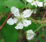 Blackberry (<em>Rubus allegheniensis</em>)