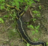 Garter snake (<em>Thamnophis sirtalis</em>) digesting a meal