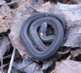 Red-bellied snake (<em>Storeria occipitomaculata</em>)