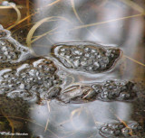 Wood frog (<em>Rana sylvatica</em>) and eggs
