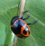 Milkweed leaf beetle (<em>Labidomera clivicollis</em>)