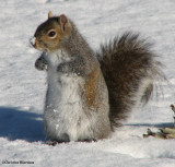 Grey squirrel