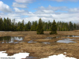Late winter in Marlborough forest