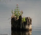 Log garden