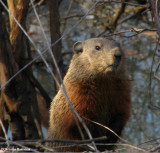 Groundhog in early spring