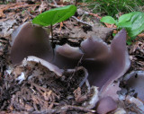 <em>Sarcosphaera coronaria</em>