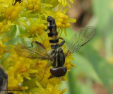 Hover fly (<em>Toxomerus geminatus</em>) male