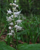 Canada mayflower (<em>Maianthemum canadense</em>)