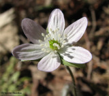 Hepatica, Sharp-lobed <em>Hepatica acutiloba</em>
