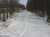 Otter slide and tracks