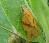 One-lined sparganothis moth (Sparganothis unifasciana), #3711