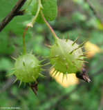 Wild gooseberry (<em>Ribes cynosbati</em>)