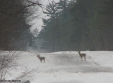 White-tailed deer