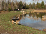 Tasha, late fall in Marlborough