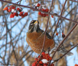 American robin