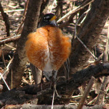 Robin Redbreast