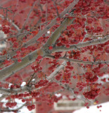 Crabapples