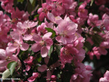 Apple blossoms