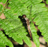 Chalk-fronted corporal (Libellula julia) juvenile