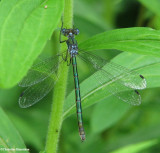 Emerald spreadwing (Lestes dryas) male