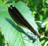 Ebony jewelwing (Calopteryx maculata) female