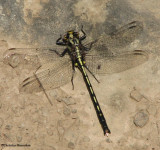 Dusky clubtail (Gomphus spicatus)