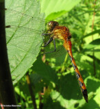 White-faced meadowhawk (Sympetrum obtrusum) juvenile male