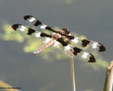 Twelve-spotted skimmer (Libellula pulchella) male