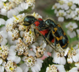 Checkered beetles (<em>Trichodes nutalli</em>) on Yarrow