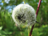 American dagger moth (<em>Acronicta americana</em>), #9200