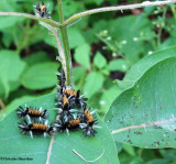Milkweed tussock moth  (<em>Euchaetes egle</em>), #8238