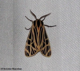 Virgin tiger moth  (<em>Apantesis virgo</em>)  #8197