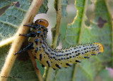 Argid? Sawfly larva