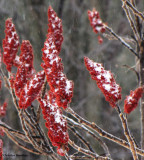 Snow on sumac