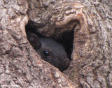 Grey squirrel