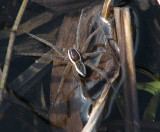 Six-spotted fishing spider (<em>Dolomedes triton</em> )