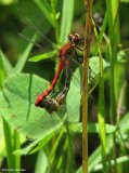 White-faced meadowhawk (Sympetrum obtrusum) mating pair
