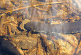 Blue-spotted salamander (<em>Ambystoma laterale</em>)