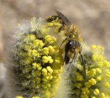 Andrenid  bee collecting pollen