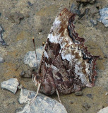 Compton  tortoiseshell  (<em>Nymphalis l-album</em>)  underside