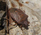 Stinkbug (Pentatomidae)