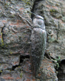 Metallic wood-boring beetle (<em>Dicerca</em> sp.?)