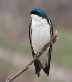 Tree swallow