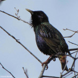 European starling