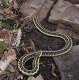 Garter snake (R) and Red-bellied snake (L)