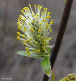 Willow catkin