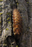 Firefly larva, Lampyrid sp.