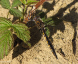 Beaverpond baskettail (Epitheca canis)